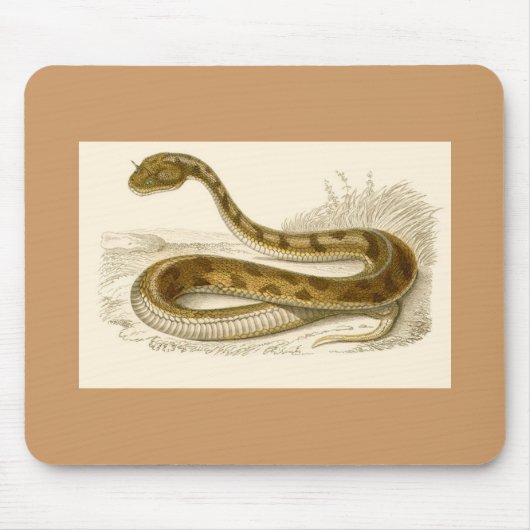 Orbigny - Horned Viper - Cerastes cornutus Mousepad (Vorne)