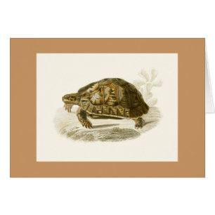 Orbigny - Schildkröte - Testudo mauritanica