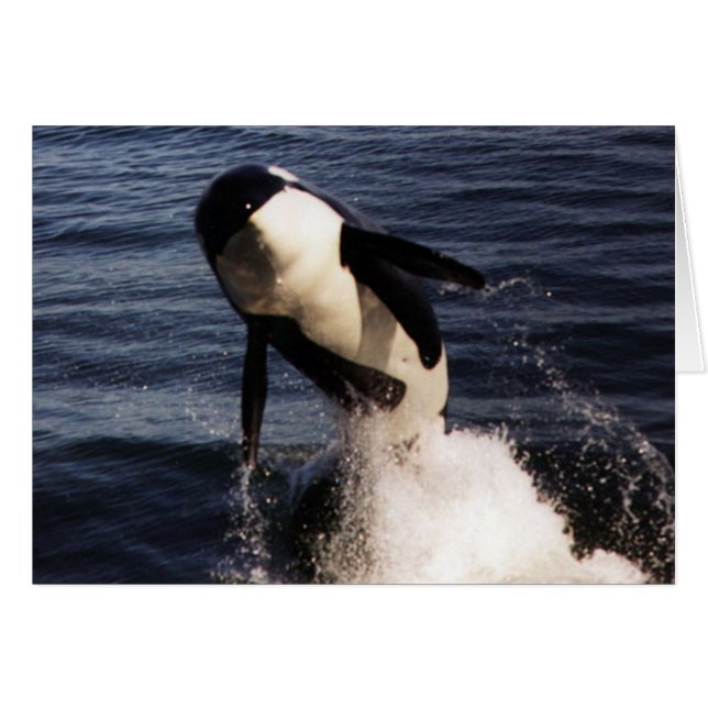 Orca (Vorderseite (Horizontal))