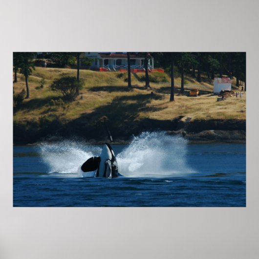 Orca Auf den Inseln San Juan Poster (Vorne)