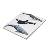 Orca, buckliger Wal und grauer Wal, Fliese (Seite)