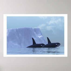 ORCA DRUCKEN POSTER