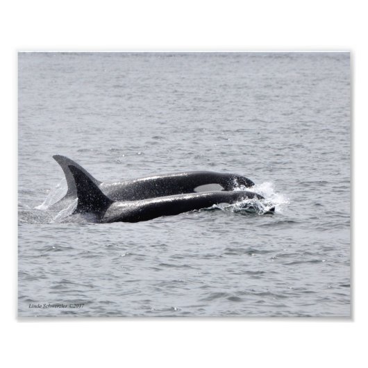Orca Duo! Fotodruck (Vorne)