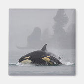 Orca Family Magnet (Vorne)