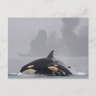 Orca Family Postkarte