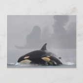 Orca Family Postkarte (Vorderseite)