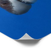 Orca jagt großen weißen Hai Poster (Ecke)