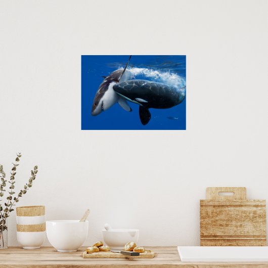 Orca jagt großen weißen Hai Poster (Küche)