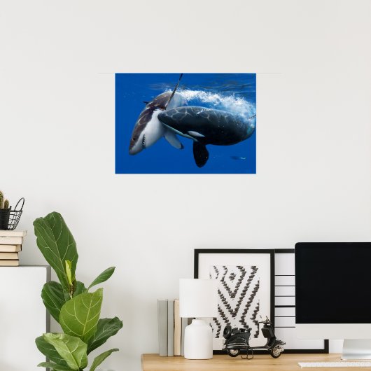 Orca jagt großen weißen Hai Poster (Heimbüro)