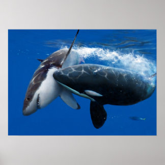 Orca jagt großen weißen Hai Poster