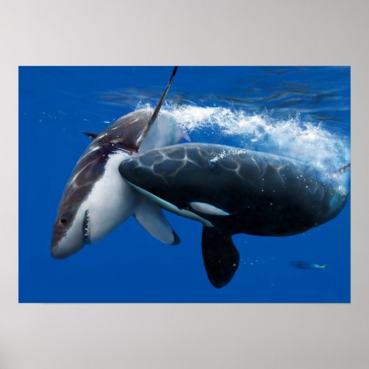 Orca jagt großen weißen Hai Poster (Vorne)