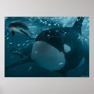 Orca jagt Schweinswal Poster
