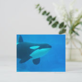 Orca Killer Wal unter Wasser Postkarte (Stehend Vorderseite)