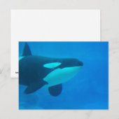 Orca Killer Wal unter Wasser Postkarte (Vorne/Hinten)