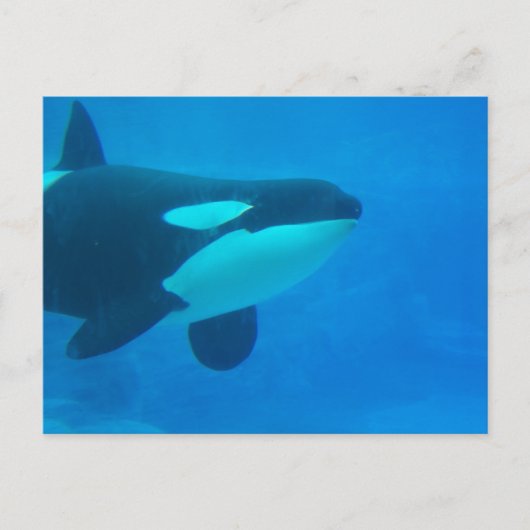 Orca Killer Wal unter Wasser Postkarte (Vorderseite)