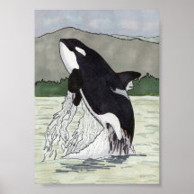 Orca/Killer Whale 12x18