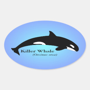 Orca Killer Whale Gradient Blue Ovaler Aufkleber