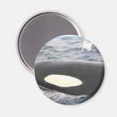 Orca Killer Whale Kopf - Oval Magnet (Vorderseite/Rückseite)