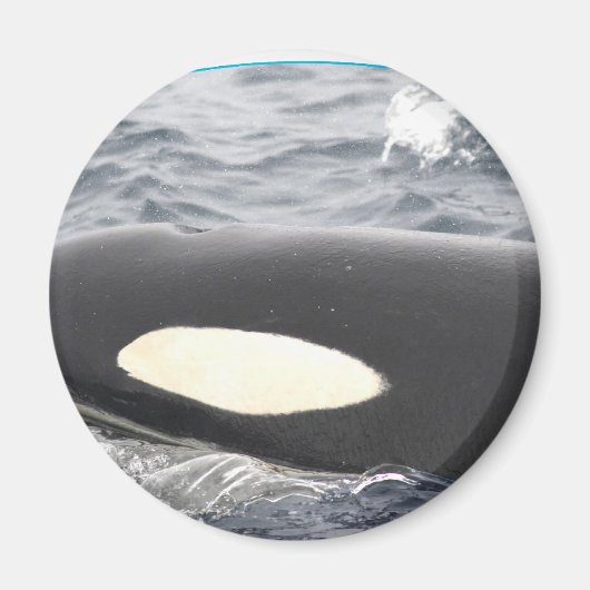 Orca Killer Whale Kopf - Oval Magnet (Vorne)