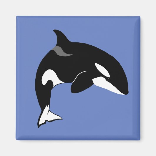Orca Killer Whale Magnet (Vorne)