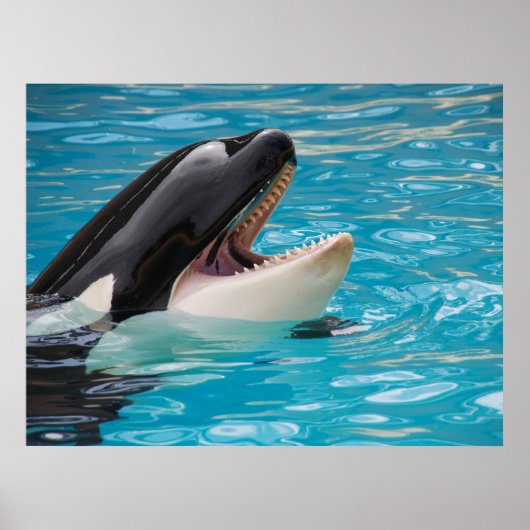 Orca, Killer Whale Poster (Vorne)
