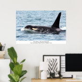 Orca Killer Whale Poster San Juan Island Grosse In (Heimbüro)