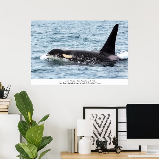 Orca Killer Whale Poster San Juan Island Grosse In (Heimbüro)