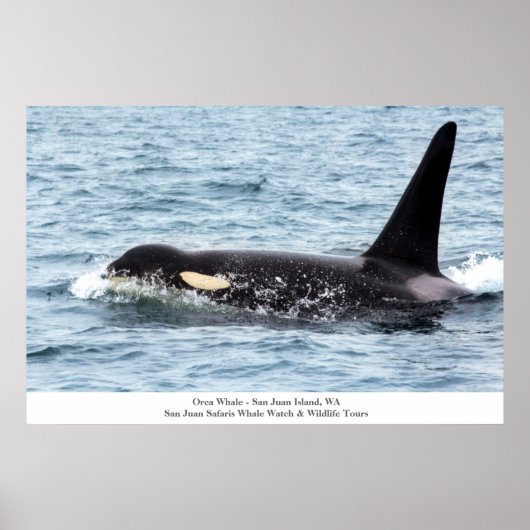 Orca Killer Whale Poster San Juan Island Grosse In (Vorne)