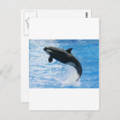 Orca Killer Whale Postkarte (Vorne/Hinten)