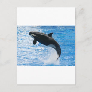 Orca Killer Whale Postkarte