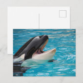 Orca, Killer Whale Postkarte (Vorne/Hinten)