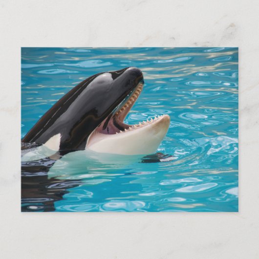 Orca, Killer Whale Postkarte (Vorderseite)