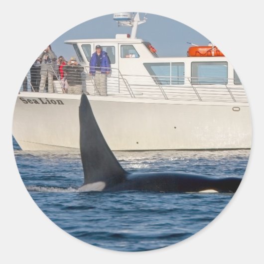 Orca Killer Whale - transient, washington Runder Aufkleber (Vorderseite)