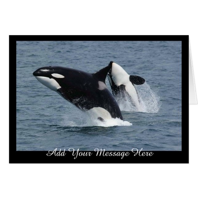 Orca Killer Whales Breaching Add your Message (Vorderseite (Horizontal))
