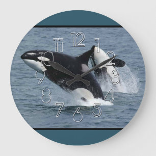 Orca Killer Whales Breaching Große Wanduhr