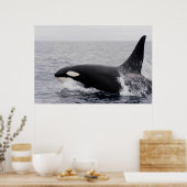 Orca, Killerwal, Brechen Poster (Küche)
