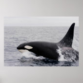 Orca, Killerwal, Brechen Poster (Vorne)
