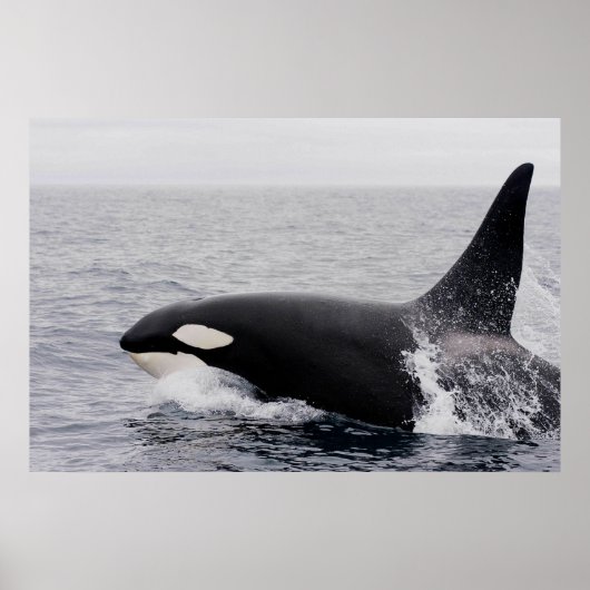 Orca, Killerwal, Brechen Poster (Vorne)