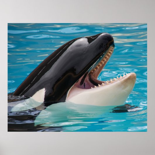 Orca, Killerwal Poster (Vorne)