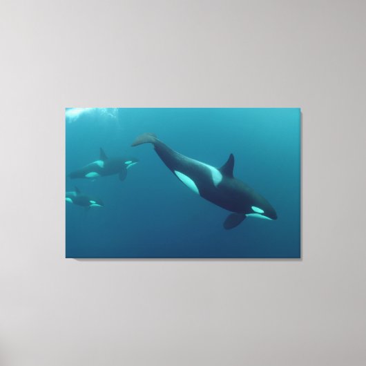 Orca-Leinwand "Killer Whale" Leinwanddruck (Vorderseite)
