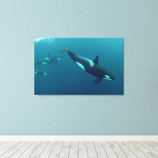 Orca-Leinwand "Killer Whale" Leinwanddruck (Insitu (Holzboden))