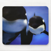 Orca Mousepad (Vorne)