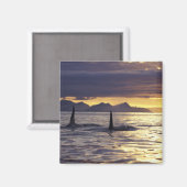 Orca oder Killerwale Magnet (Vorderseite/Rückseite)