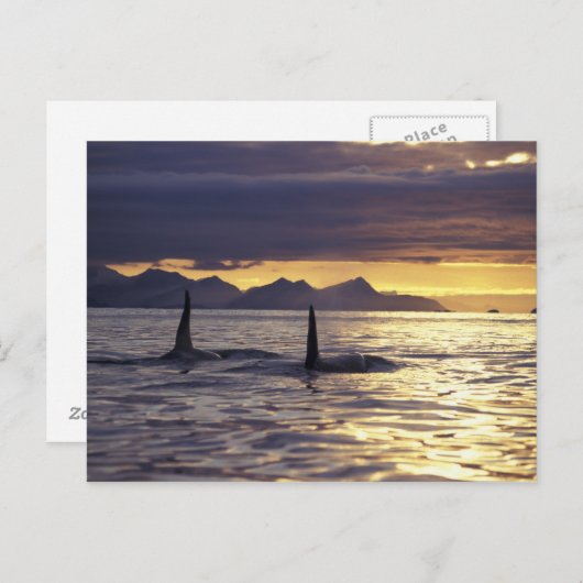 Orca oder Killerwale Postkarte (Vorne/Hinten)