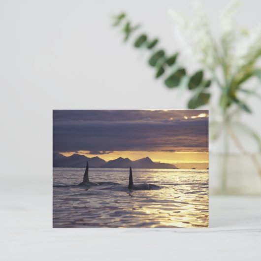 Orca oder Killerwale Postkarte (Stehend Vorderseite)