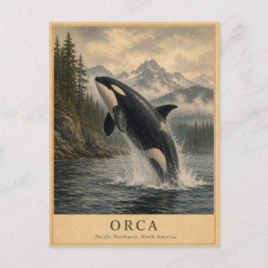 Orca Pacific Northwest VINTAGE Postkarte (Vorderseite)