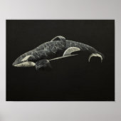 Orca Poster (Vorne)