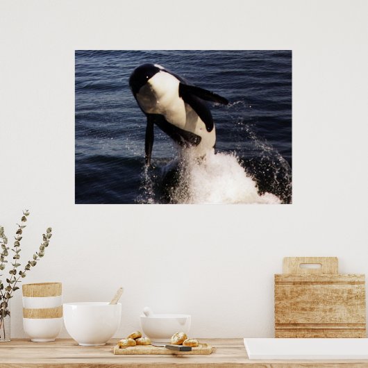 Orca Poster (Küche)