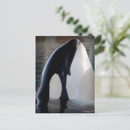 Orca Postkarte (Stehend Vorderseite)