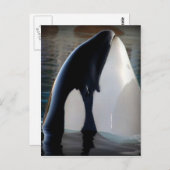 Orca Postkarte (Vorne/Hinten)